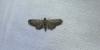 Eupithecia ultimaria